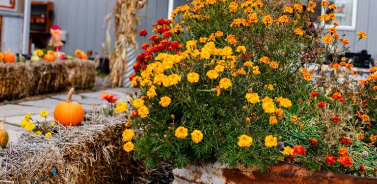 Merrow Materials | Fall Pumpkin Festival