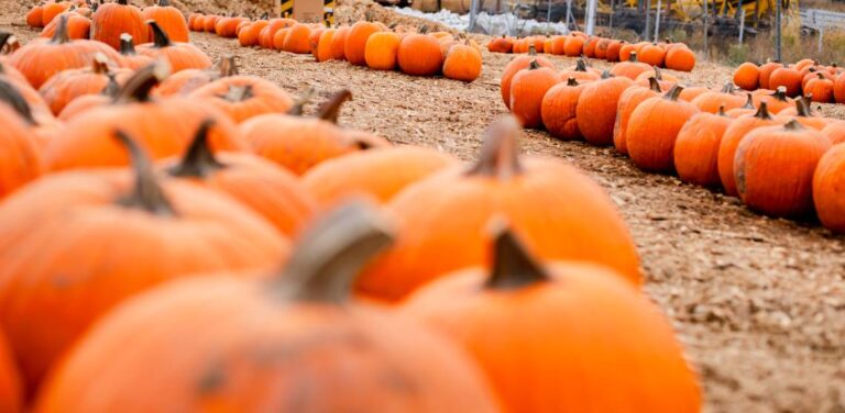 Merrow Materials | Fall Pumpkin Festival