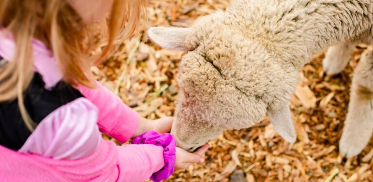 Merrow Materials | Fall Pumpkin Festival