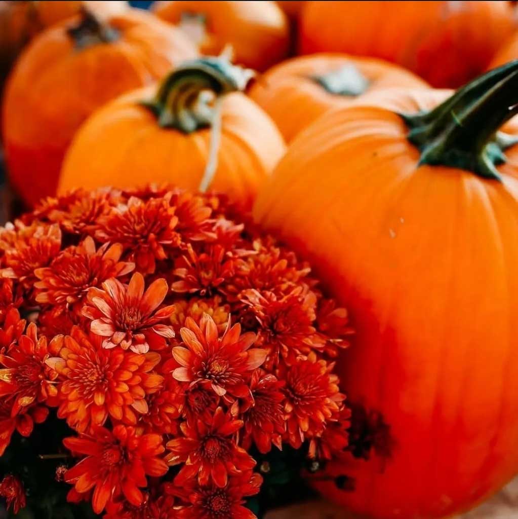 Annual Pumpkin Festival every October