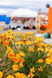 Vendors Setup at October 2024 Pumpkin Festival in Grangeville Idaho