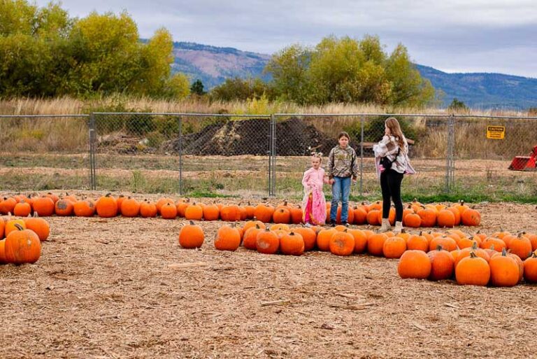 Pumpkins at Merrow Materials Pumpkin Festival